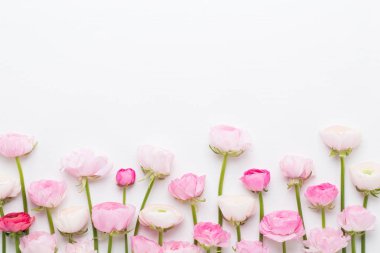 Beyaz bir arka plan üzerinde güzel renkli tipik çiçekler. Sprin