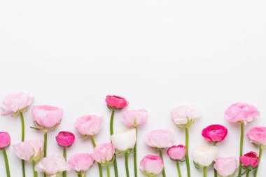 Beyaz bir arka plan üzerinde güzel renkli tipik çiçekler. Sprin