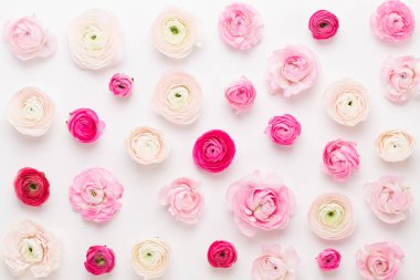 Beyaz bir arka plan üzerinde güzel renkli tipik çiçekler. Spri