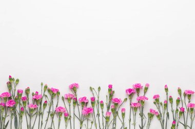 Beyaz arka plan üzerinde pembe karanfil çiçek. Düz yatıyordu, en iyi görünümü, 