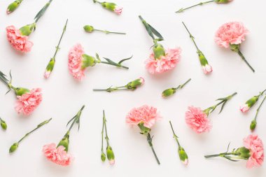 Beyaz arka plan üzerinde pembe karanfil çiçek. Düz yatıyordu, en iyi görünümü, 