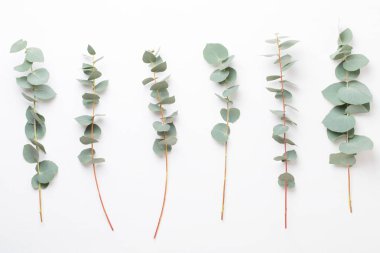 Çiçek ve eucaaliptus bileşimi. Desen çeşitli col yaptı