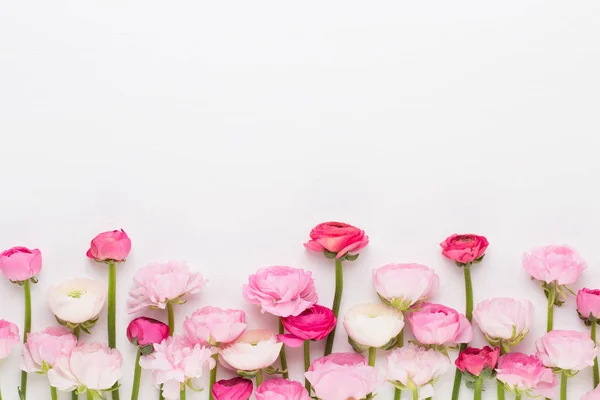 Beyaz bir arka plan üzerinde güzel renkli tipik çiçekler. — Stok fotoğraf