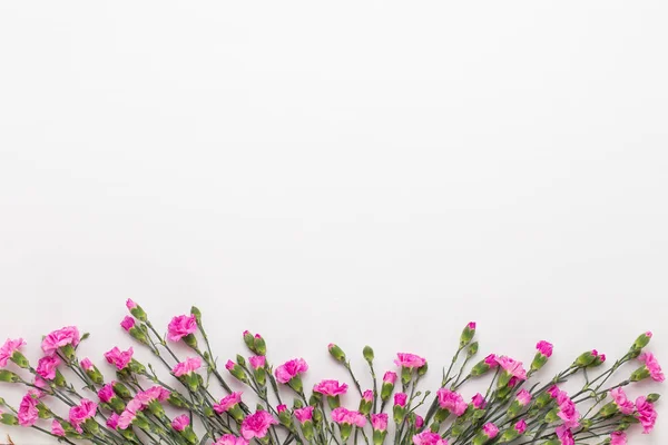 흰색 바탕에 분홍색 카네이션 꽃입니다. 평면 위치, 최고 보기, — 스톡 사진