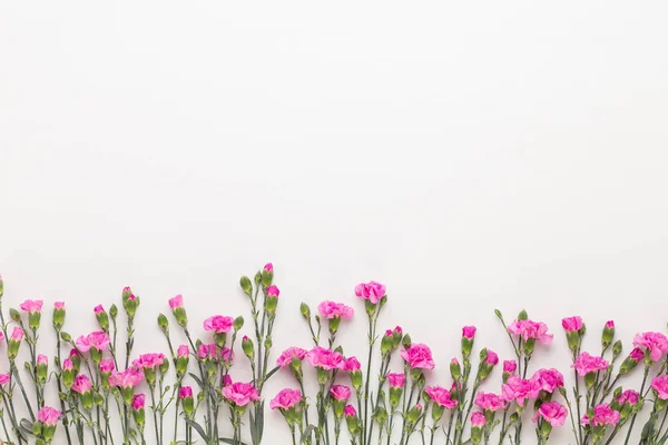 Beyaz arka plan üzerinde pembe karanfil çiçek. Düz yatıyordu, en iyi görünümü, — Stok fotoğraf