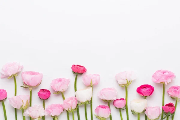 Beyaz bir arka plan üzerinde güzel renkli tipik çiçekler. Sprin