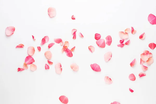 Día de San Valentín. Flores de rosa pétalos sobre fondo blanco. Valent. — Foto de Stock