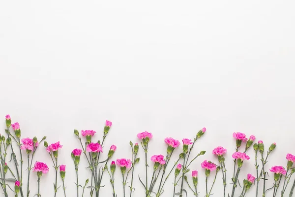 Pink carnation flowers on white background. Flat lay, top view,