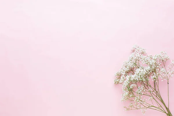 Composición de flores. Flores de gypsophila sobre fondo rosa pastel — Foto de Stock