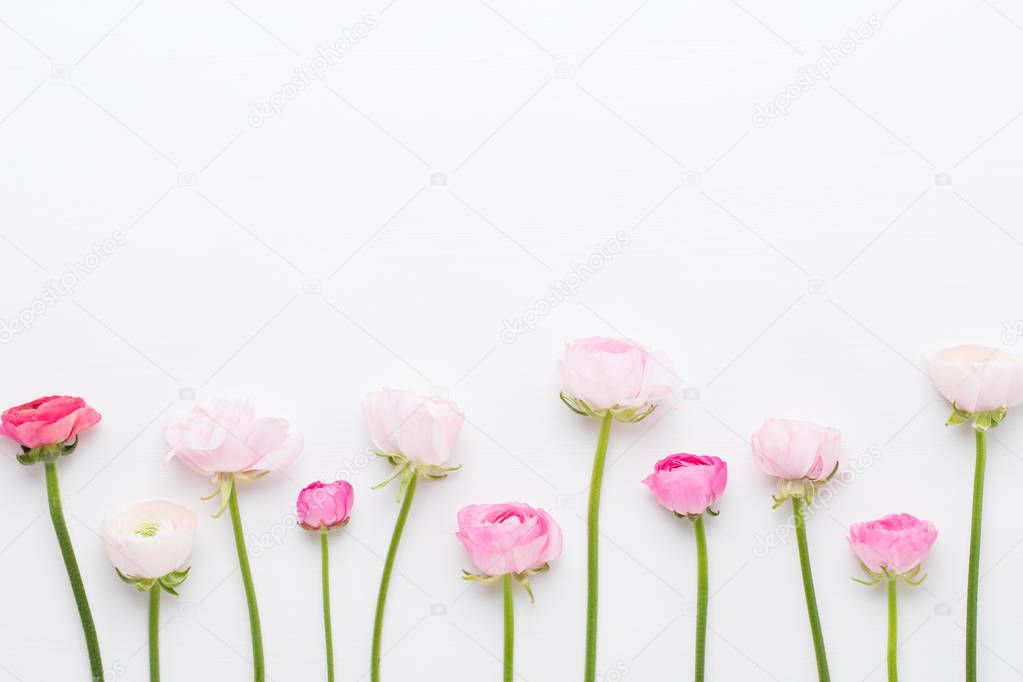 Beautiful colored ranunculus flowers on a white background.Sprin