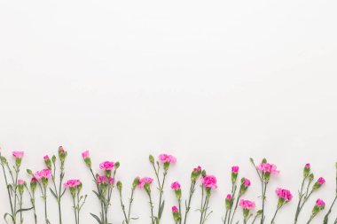 Beyaz arka plan üzerinde pembe karanfil çiçek. Düz yatıyordu, en iyi görünümü, 