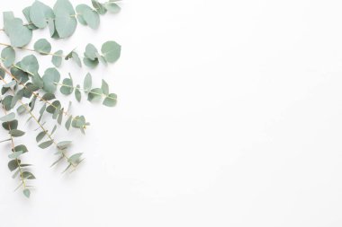 Çiçek ve eucaaliptus bileşimi. Desen çeşitli col yaptı