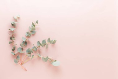 Çiçek ve eucaaliptus bileşimi. Desen çeşitli col yaptı