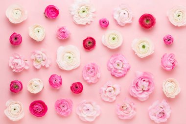 Güzel renkli tipik çiçekler pembe bir arka plan üzerinde. Spri