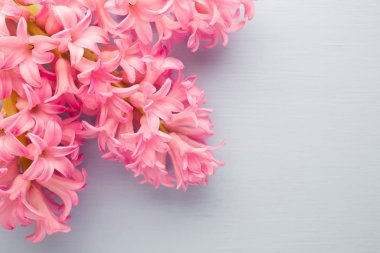 Sümbül mercan rengi pastel arka plan üzerinde yaşayan.