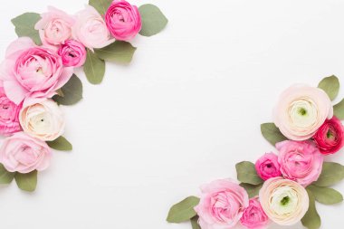 Beyaz bir arka plan üzerinde güzel renkli tipik çiçekler. Spri