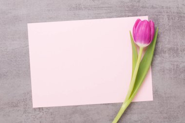 Bahar tebrik kartı, gri arka plan üzerinde pembe renk laleler.