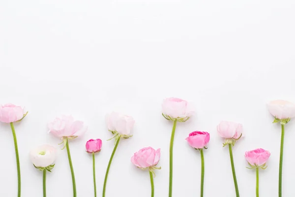 Όμορφα χρωματιστά ranunculus λουλούδια σε λευκό φόντο. Άνοι — Φωτογραφία Αρχείου