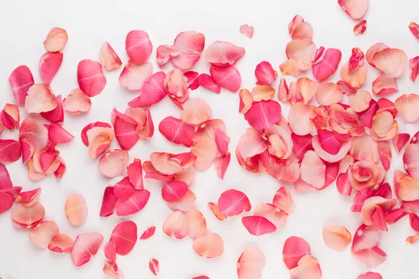 Dia dos Namorados. Rosa flores pétalas no fundo branco. Valente — Fotografia de Stock