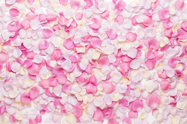 Rózsaszín rózsa virágok szirmok fehér háttérrel. Lapos fekvésű, felülnézet — Stock Fotó