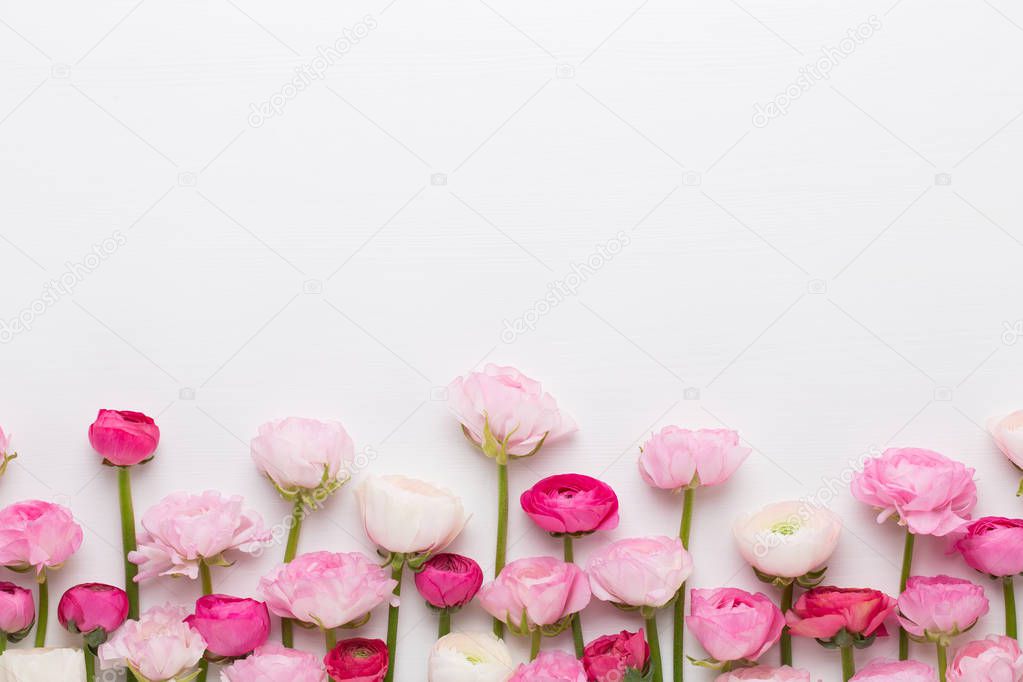 Beautiful colored ranunculus flowers on a white background.