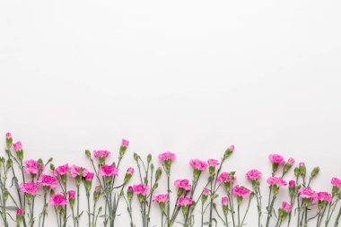 Beyaz arka plan üzerinde pembe karanfil çiçek. Düz yatıyordu, en iyi görünümü, 