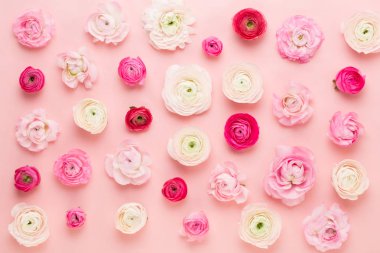 Güzel renkli tipik çiçekler pembe bir arka plan üzerinde. Spri