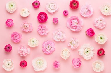 Güzel renkli tipik çiçekler pembe bir arka plan üzerinde. Spri