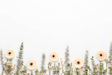 Bahar tebrik kartı, pastel renkli beyaz Gerbera çiçekleri. 