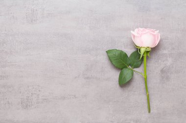 Çiçekler sevgililer günü kompozisyonu. GR üzerindeki pembe gülden yapılmış çerçeve