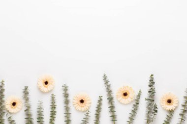 Bahar tebrik kartı, pastel renkli beyaz Gerbera çiçekleri. 