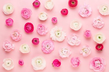 Güzel renkli tipik çiçekler pembe bir arka plan üzerinde. Spri