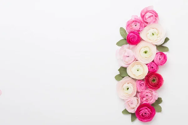 Beautiful colored ranunculus flowers on a white background. Spri — Stock Photo, Image