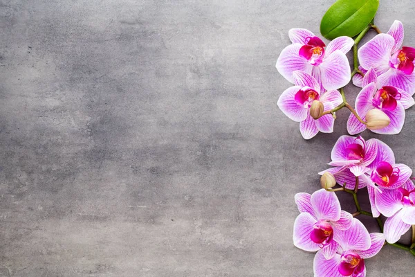 Güzellik gri bir arka plan üzerinde orkide. Spa sahne. — Stok fotoğraf