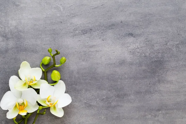 Beauty orchid on a gray background. Spa scene. — Stock Photo, Image