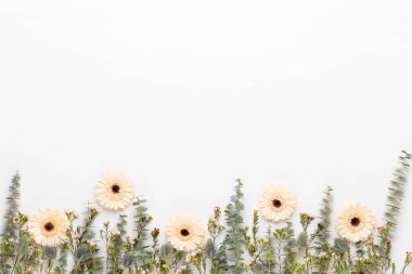 Bahar tebrik kartı, pastel renkli beyaz Gerbera çiçekleri. 