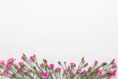 Beyaz arka plan üzerinde pembe karanfil çiçek. Düz yatıyordu, en iyi görünümü, 