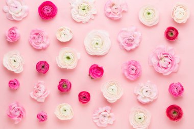 Güzel renkli tipik çiçekler pembe bir arka plan üzerinde. Spri