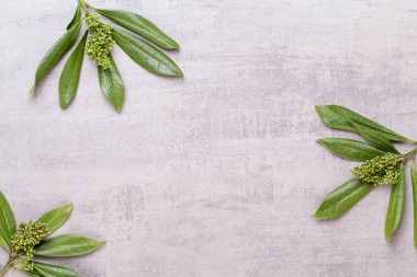 Bio bitkisel yeşil kozmetik düzenleme, deniz tuzu ve el yapımı çünkü