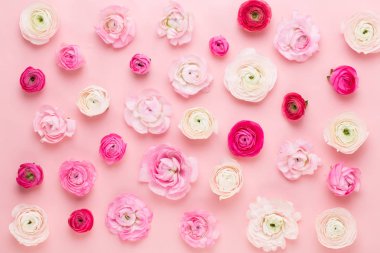 Güzel renkli tipik çiçekler pembe bir arka plan üzerinde. Spri