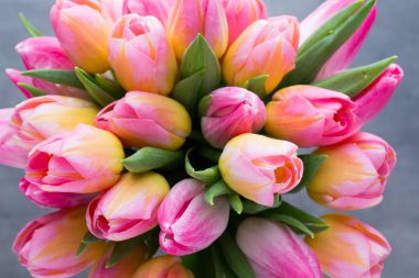 Lale, çiçek gri arka plan üzerinde.