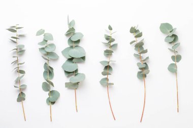 Çiçek ve eucaaliptus bileşimi. Desen çeşitli col yaptı