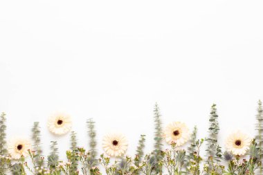 Bahar tebrik kartı, pastel renkli beyaz Gerbera çiçekleri. 