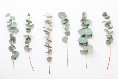 Çiçek ve eucaaliptus bileşimi. Desen çeşitli col yaptı