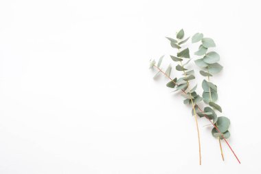 Çiçek ve eucaaliptus bileşimi. Desen çeşitli col yaptı