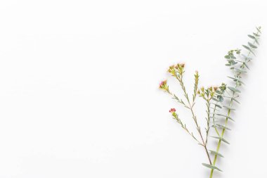 Bio bitkisel yeşil kozmetik düzenleme, deniz tuzu ve el yapımı çünkü