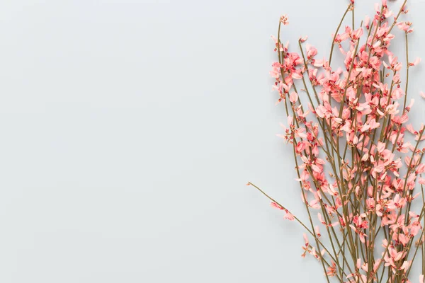 Tarjeta de felicitación de primavera, flores de color coral vivo en el pastel b — Foto de Stock