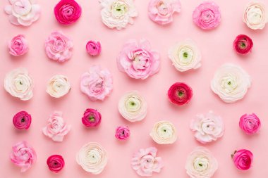 Güzel renkli tipik çiçekler pembe bir arka plan üzerinde. Spri