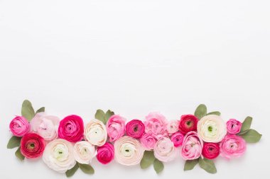 Beyaz bir arka plan üzerinde güzel renkli tipik çiçekler. Spri