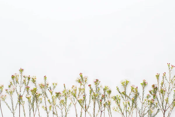 Bio herbal green cosmetic arrangement, sea salt and handmade cos — Stock Photo, Image